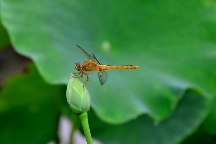 每个月农历十二月的花语,一月的花语