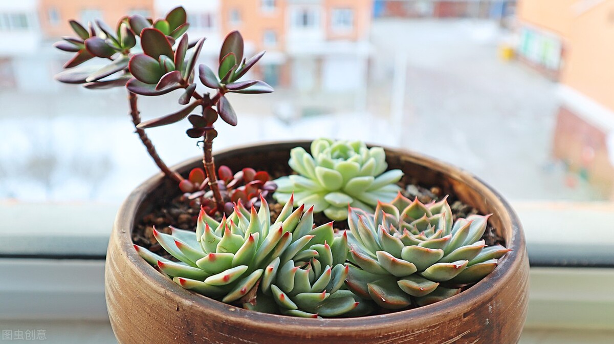 白糖加上酵母粉,蚊子来多少灭多少,家里蚊子统统消失,真好用