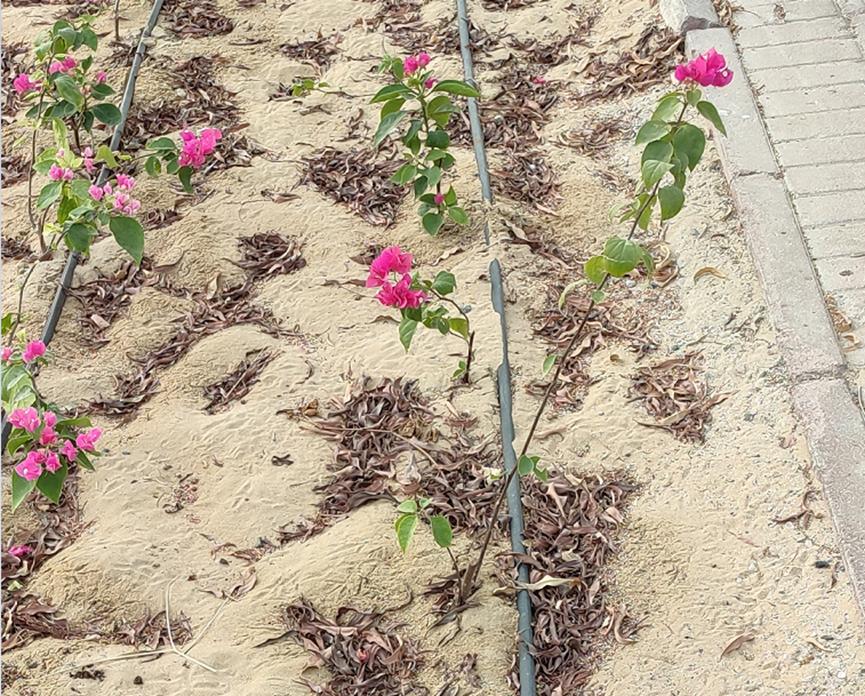 迪拜适合养什么植物,迪拜常见花草