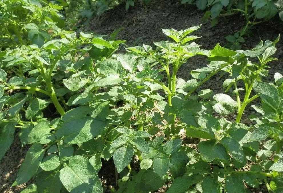 五谷杂粮食物图片大全大图,五谷杂粮图片大全大图真实