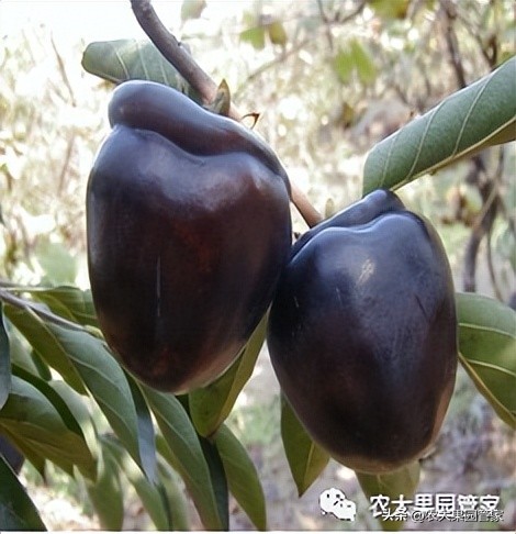 优质果树苗木品种介绍,最好的新品种苹果苗木