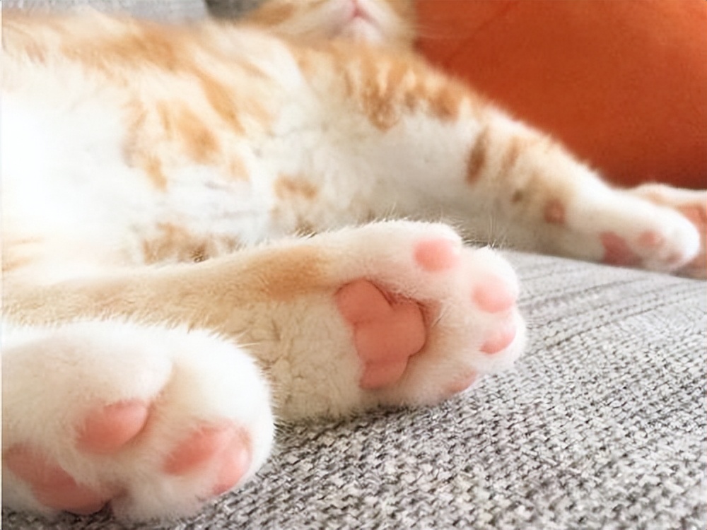 养猫前猫咪冷知识,关于猫咪的8条冷知识