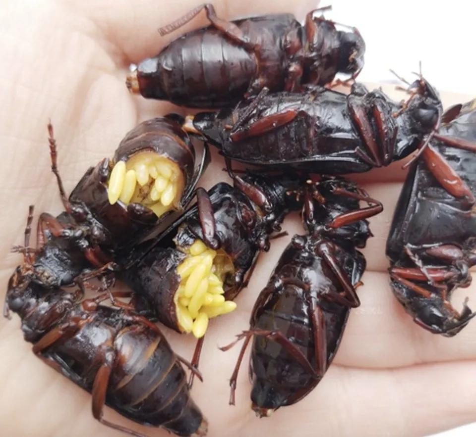 山春牛特点,山春牛照片