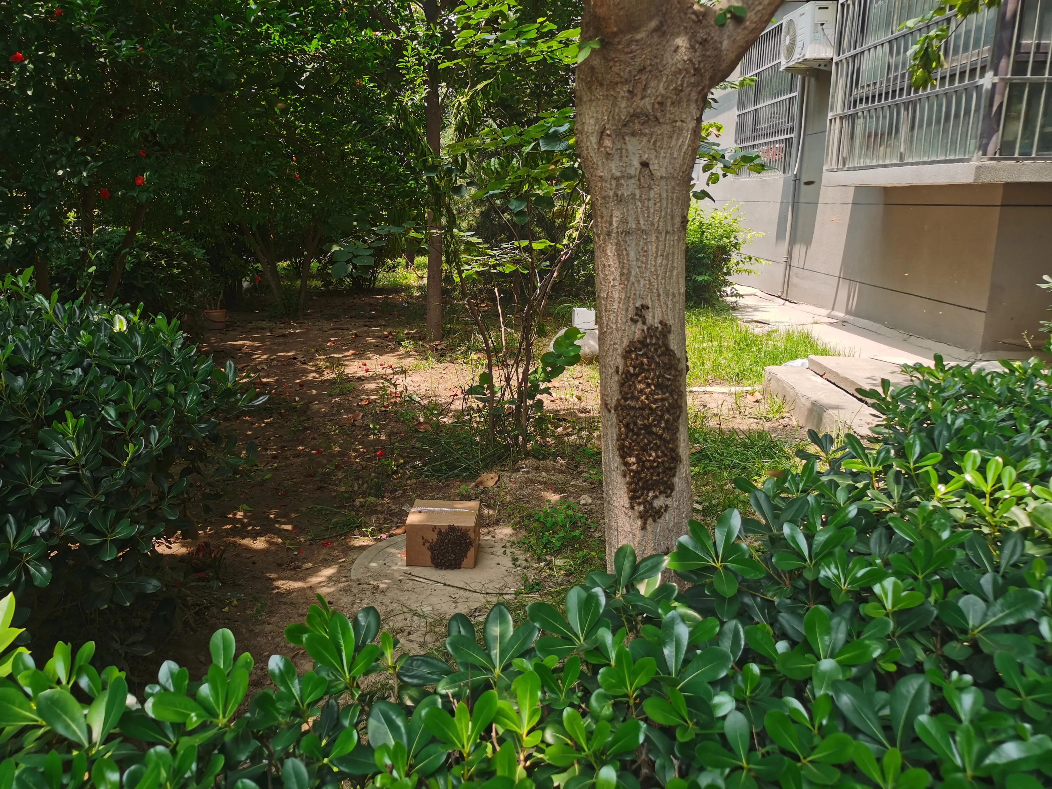 怎么收服蜜蜂,收服洞里的蜜蜂最快的方法