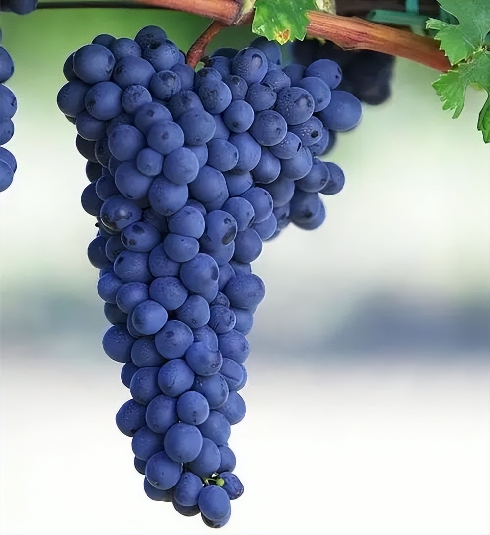 酿造葡萄酒的葡萄品种有哪些,专做葡萄酒的葡萄是什么品种