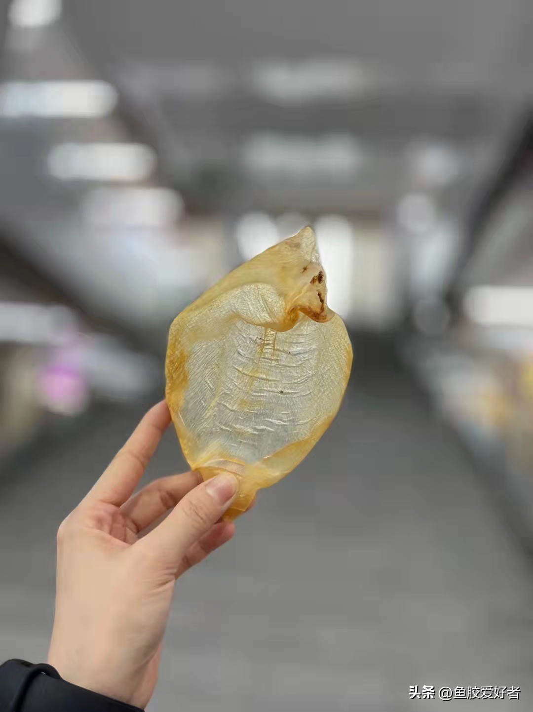 买什么鱼胶比较划算,1000元左右哪种鱼胶最好