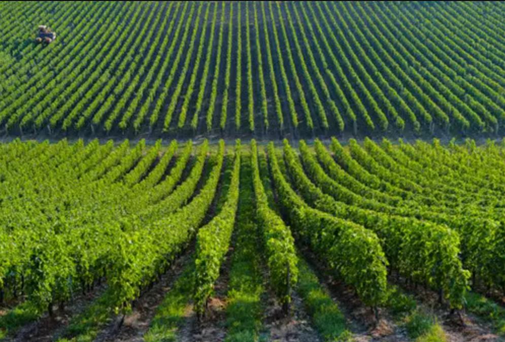 在Decanter世界葡萄酒大赛中伊珠葡萄酒赢得世界葡萄酒专家的肯定