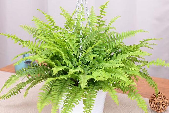 十大最旺家宅的盆栽花风水,好养且吉利的镇宅花