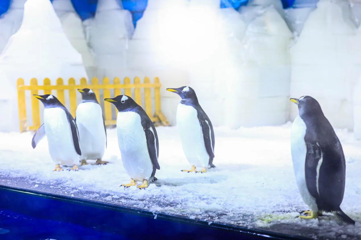 银基乐海水世界狂欢水巡游,银基乐海水世界升级