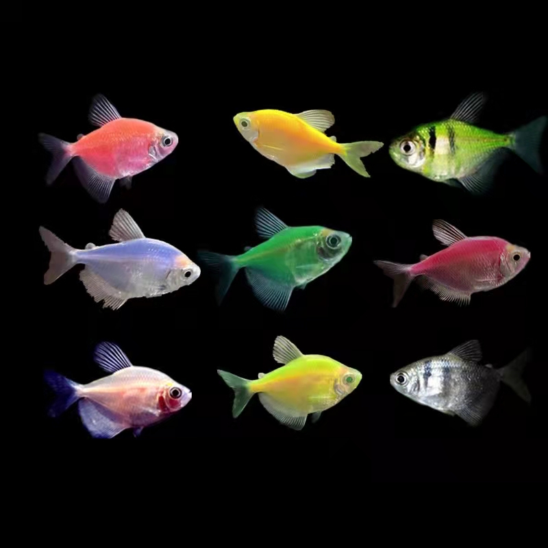 新手养观赏鱼全过程,新手养鱼入门基础教程小观赏鱼