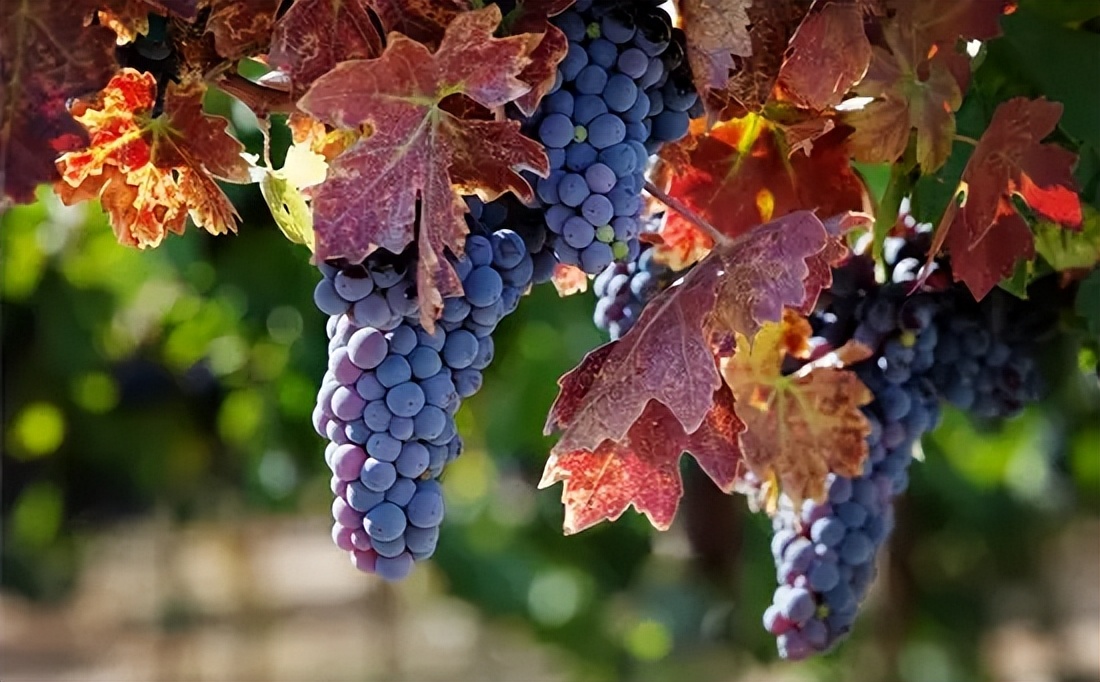 酿造葡萄酒的葡萄品种有哪些,酿造白葡萄酒的葡萄品种有哪些