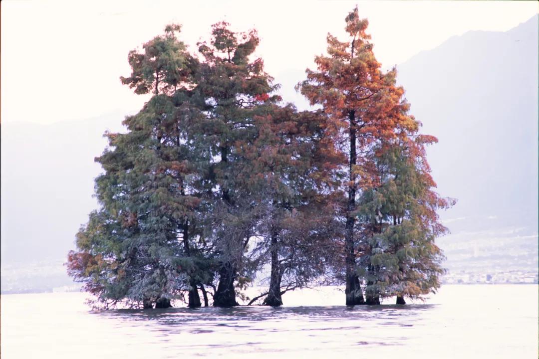 dazz复古胶片相机 (有哪些好看又便宜的复古胶卷相机)