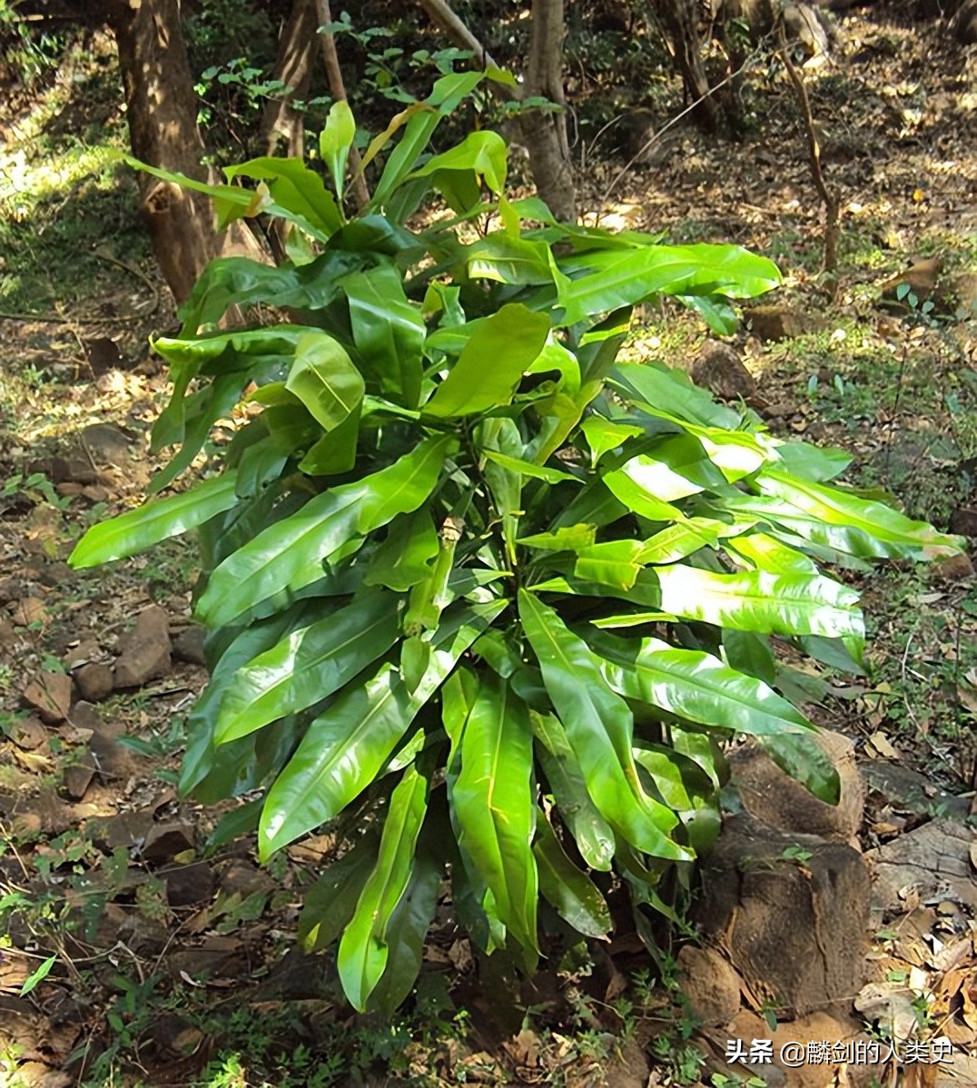 双子叶植物纲分目检索表,双子叶植物纲石竹目植物