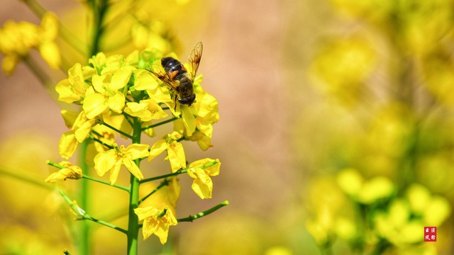 万紫千红总是春诗意,万紫千红总是春淡妆浓抹总相宜