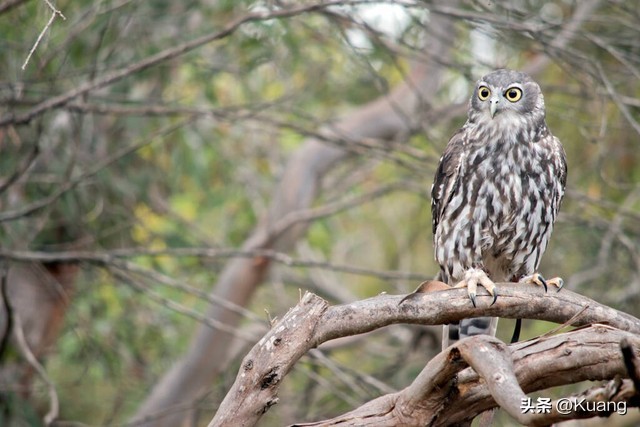 励志故事猫头鹰练嗓5/365