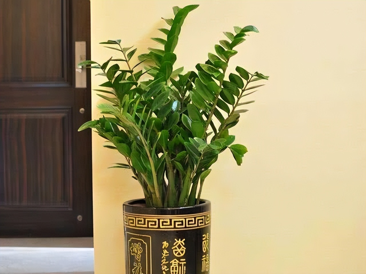 最旺家里的四种花,旺家旺财的8种花