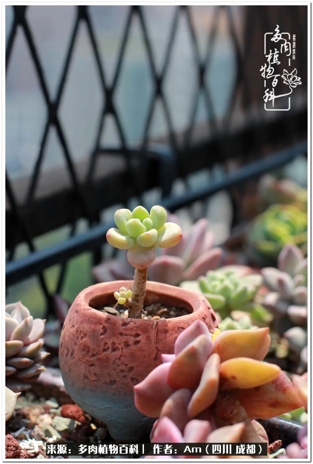 多肉小盆友生活多姿多彩,多肉小精灵福享不停