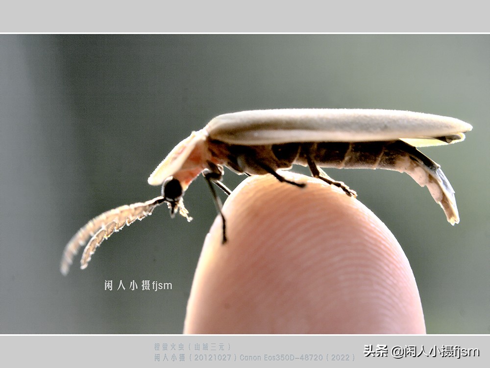 近距离拍摄昆虫小动物,常见昆虫微距摄影活动