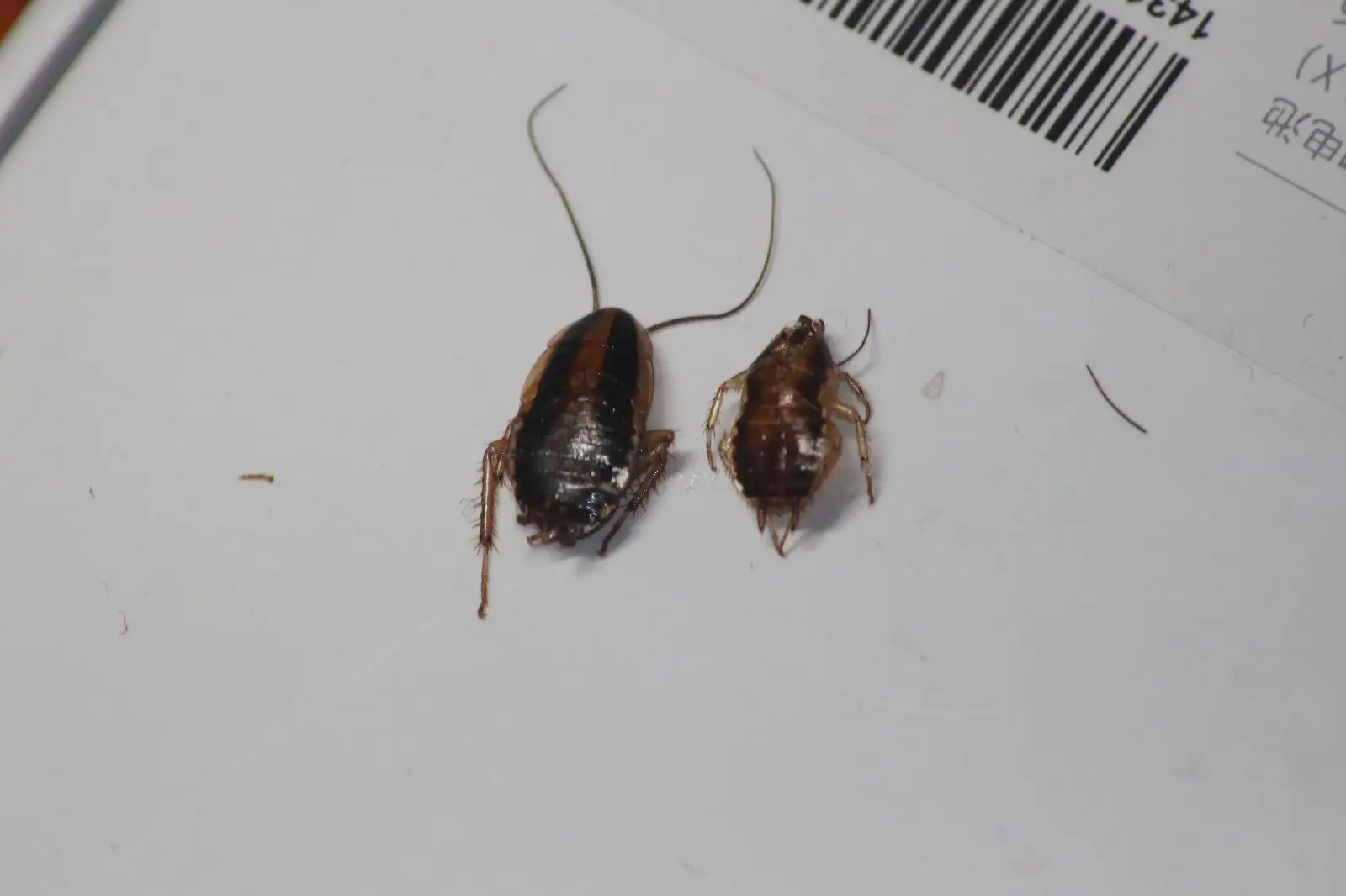 引人不适的蟑螂,让人细思极恐的蟑螂