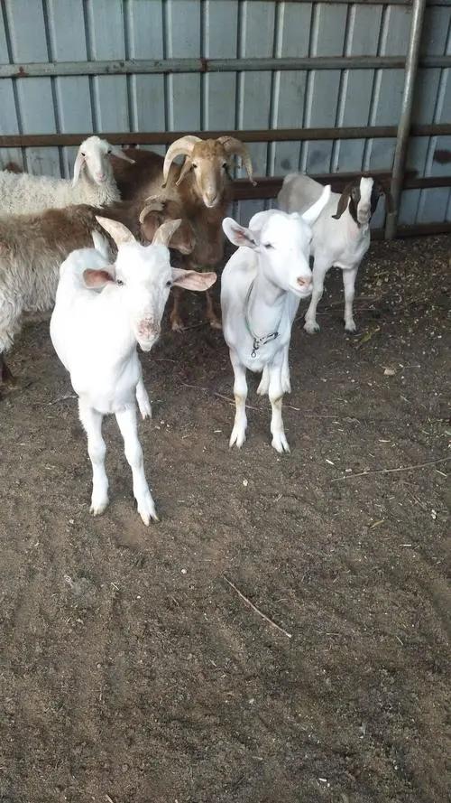 我，90后陕西女娃，每天帮人找对象，人称西安最美小红娘