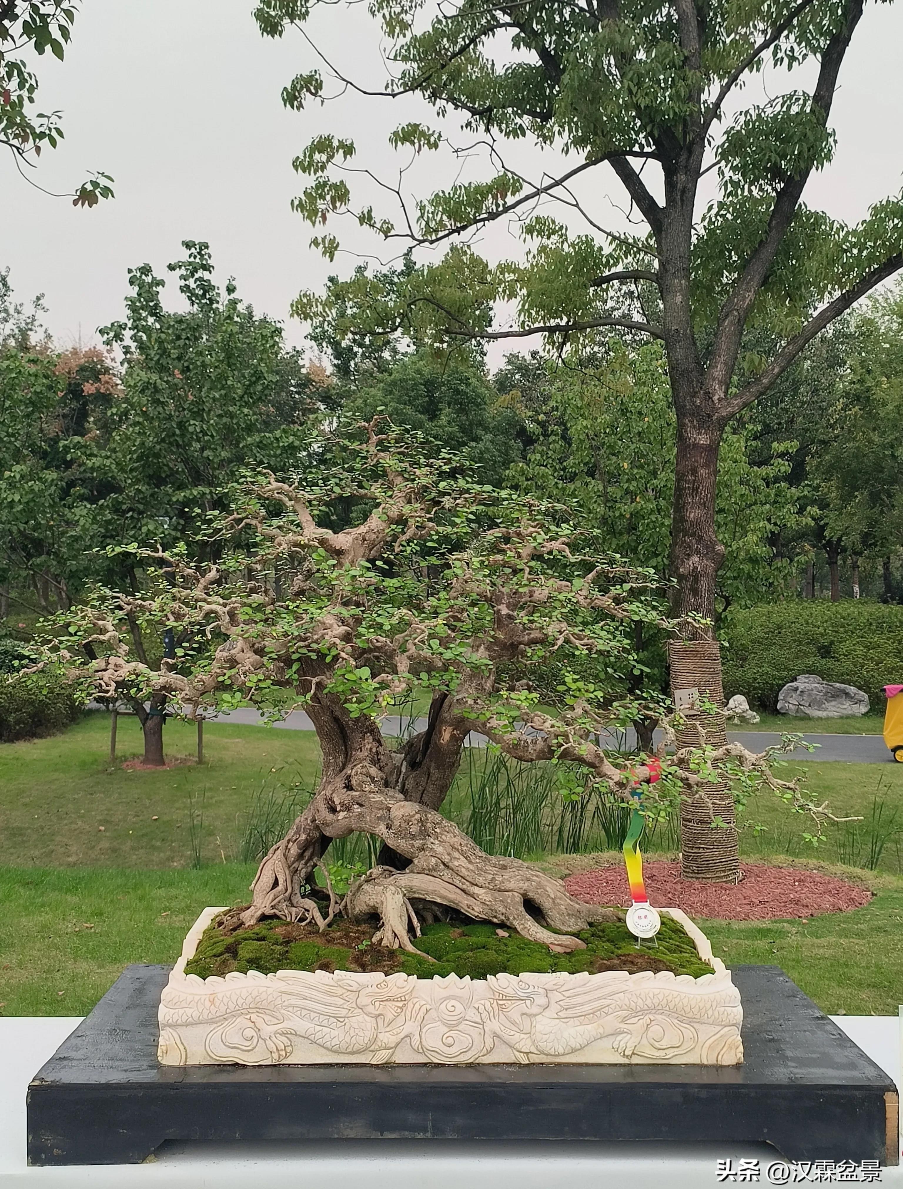 广州园林盆景展,精品大型盆景展会大全