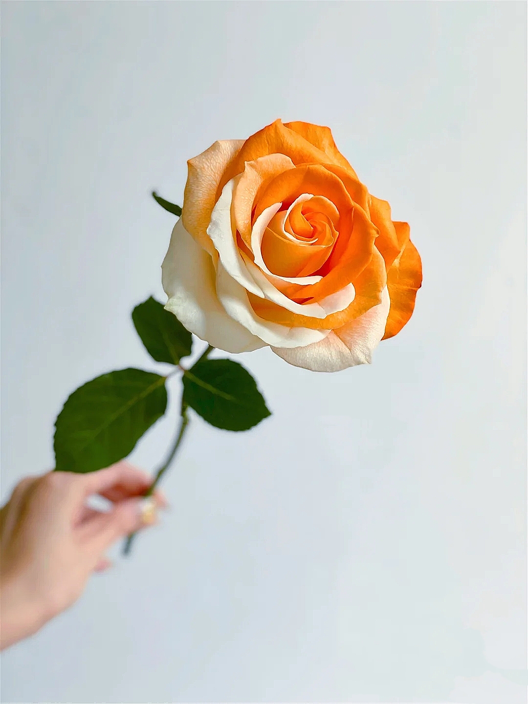 花艺教程花材打理知识,花艺教程常用花材及叶材有哪些