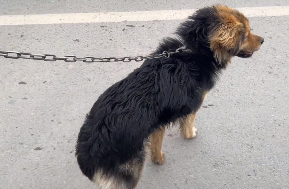 河南:200块,瘦德牧进了笼,发现大爷不舍,大娘:咱俩喂不起