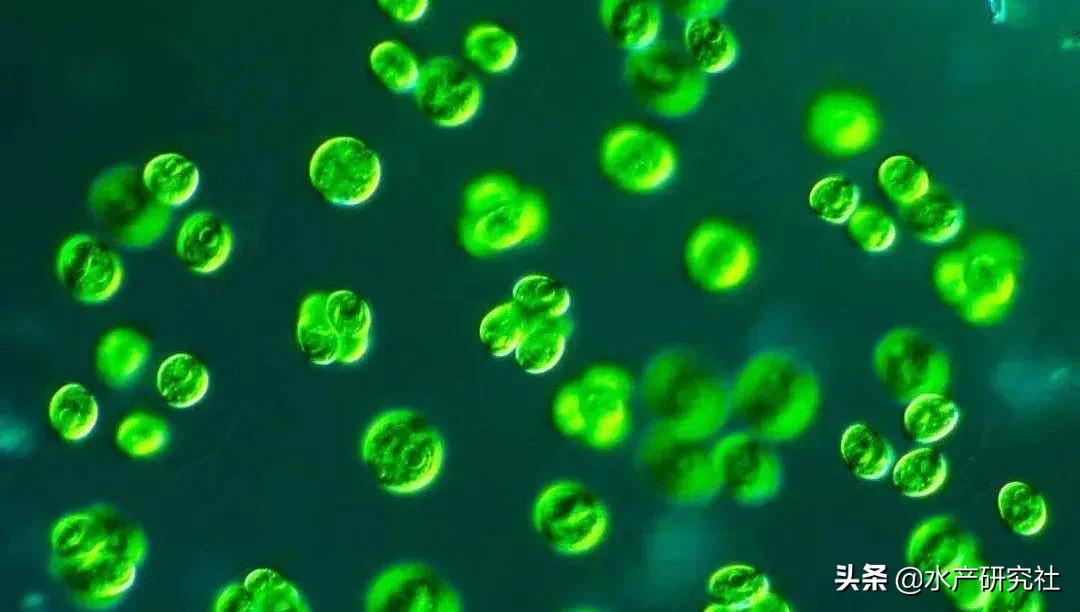 小球藻是水剂好还是粉剂好,水产小球藻种是干粉好还是液体好
