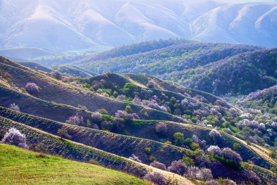 四月新疆伊犁草原,新疆伊犁野杏花最美人间四月天