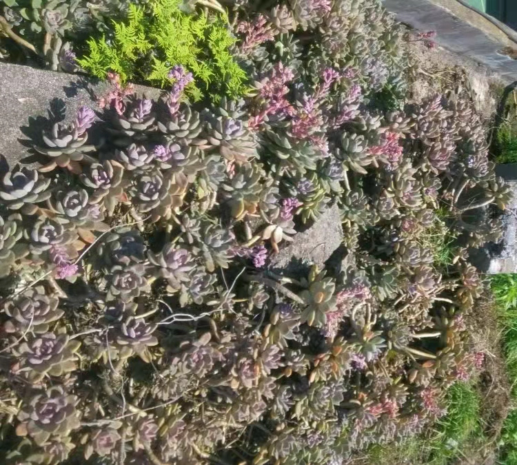 在别人家房顶上捡免费的多肉,农村里捡野生多肉