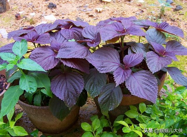 中国公认可以吃的六种叶子,各地能吃的叶子