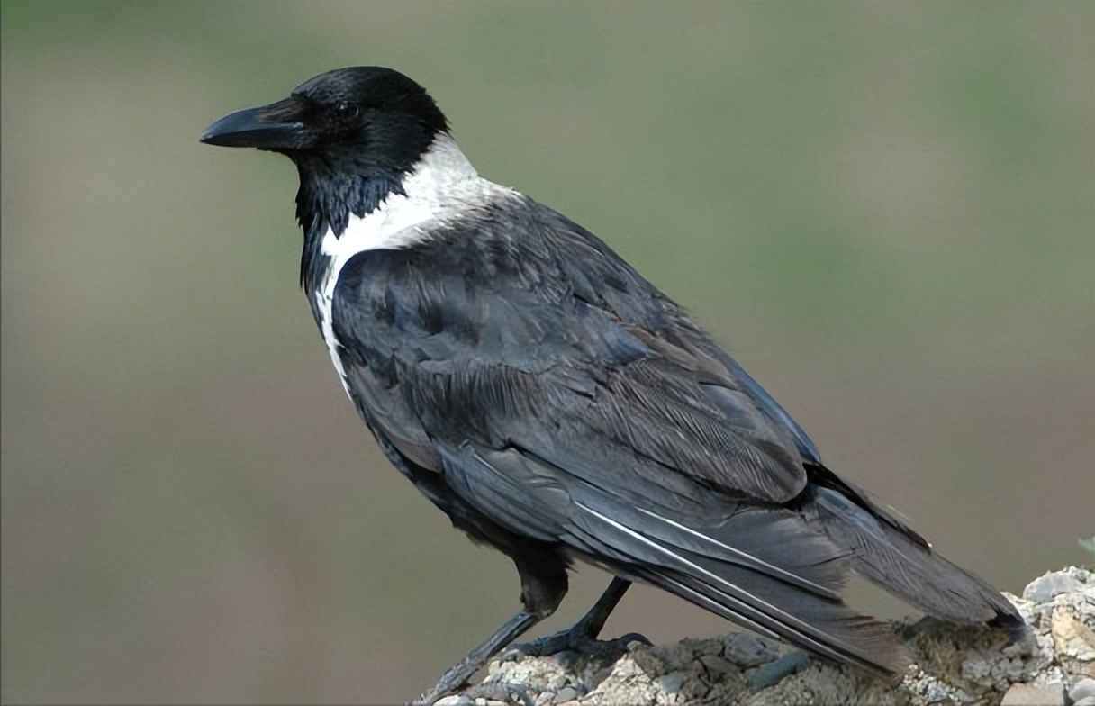 所有鸟图片大全大图,50张最佳鸟类摄影作品