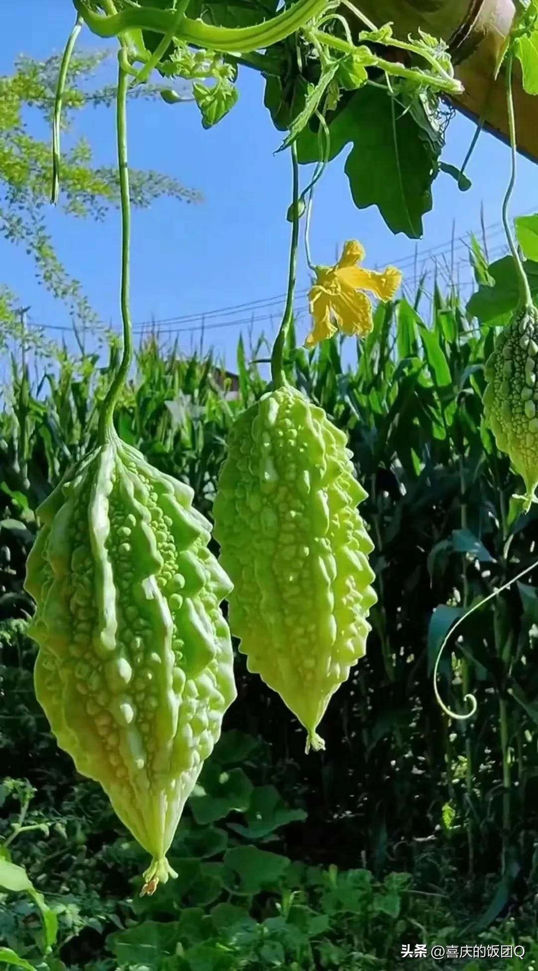 吃我的腿疼药治你的肚子痛吧