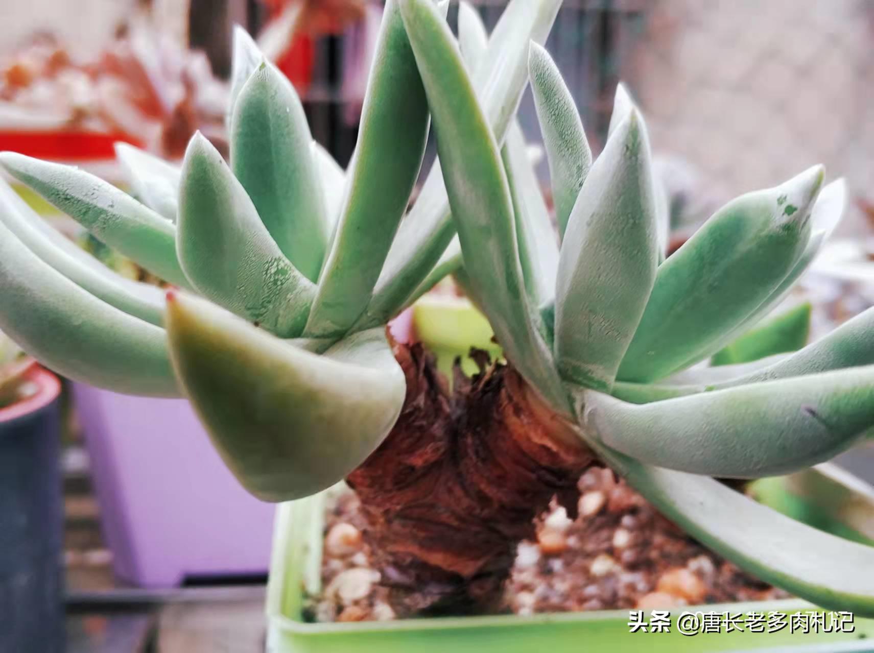 最好养的仙女杯多肉,多肉仙女杯最佳状态