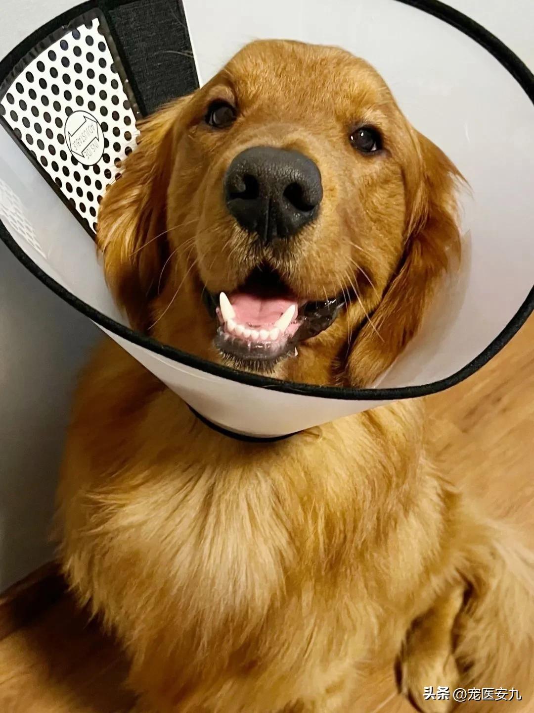 狗狗低血糖引起的癫痫怎么解决,狗狗得了癫痫要注意什么