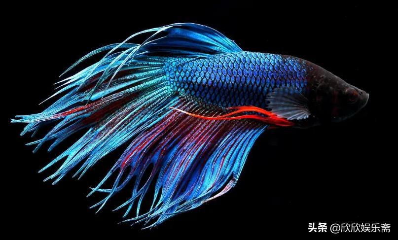 鱼缸硝化过滤细菌多久需要换,鱼缸加入硝化细菌要一直开过滤吗