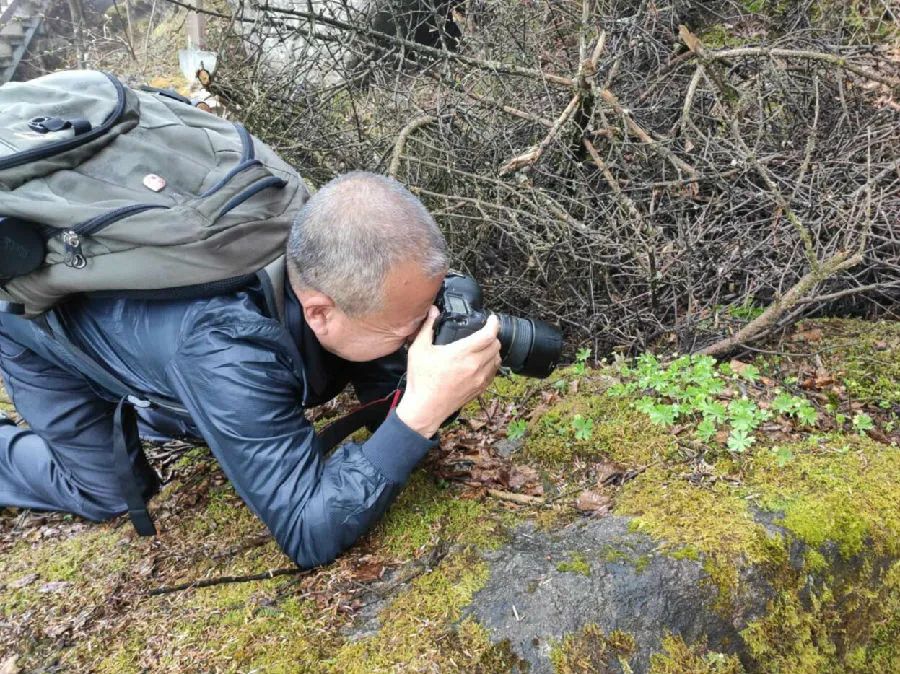 【上级媒体赞佛坪】秦岭“花伴侣”
