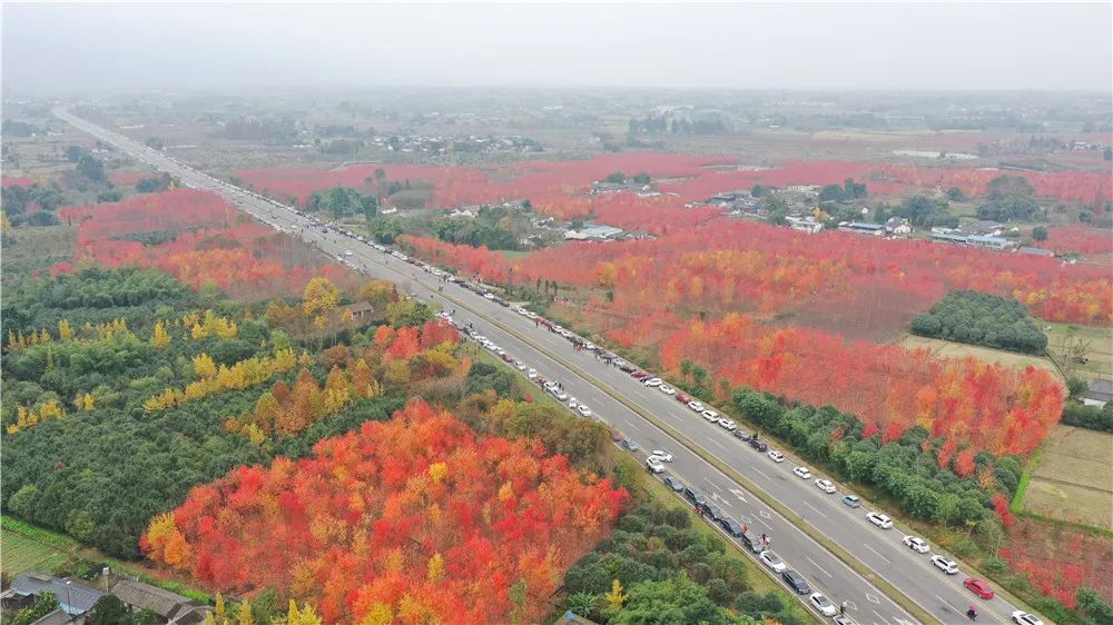 绵竹风景最好的地方在哪 (赏花一日游最佳去处绵竹)
