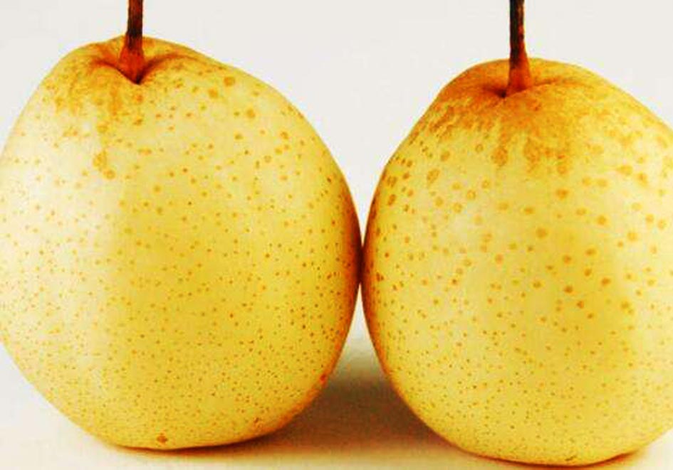 梨被人们誉为百果之宗的水果,梨被誉为百果之宗