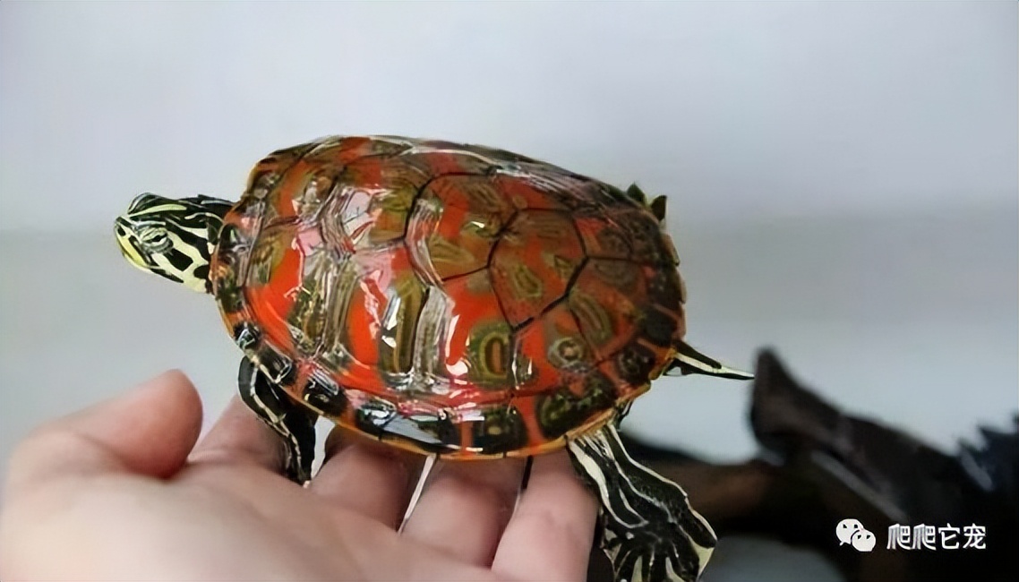 宠物饲养手册龟类水栖龟,养龟新手要选什么龟