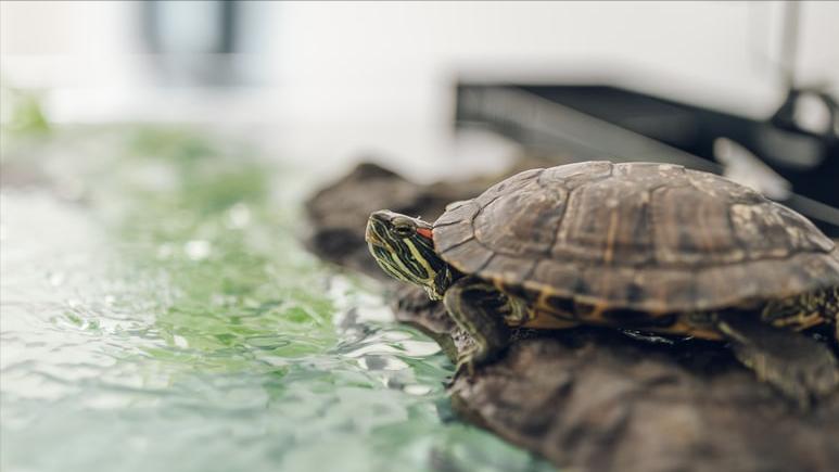 养龟犯法判三年,养龟强迫症