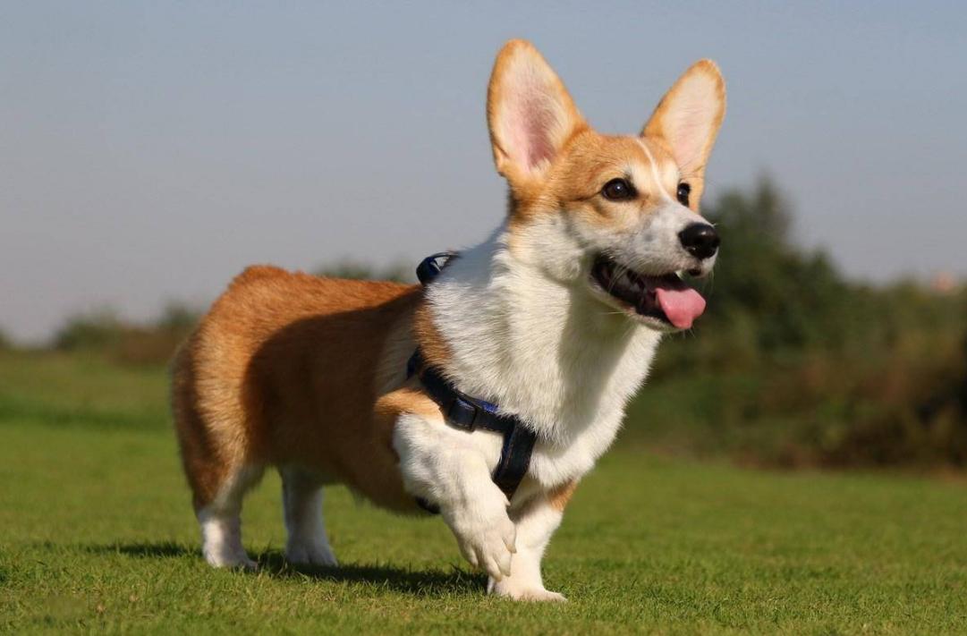 新手养柯基建议公的还是母的,柯基公狗好还是母的好