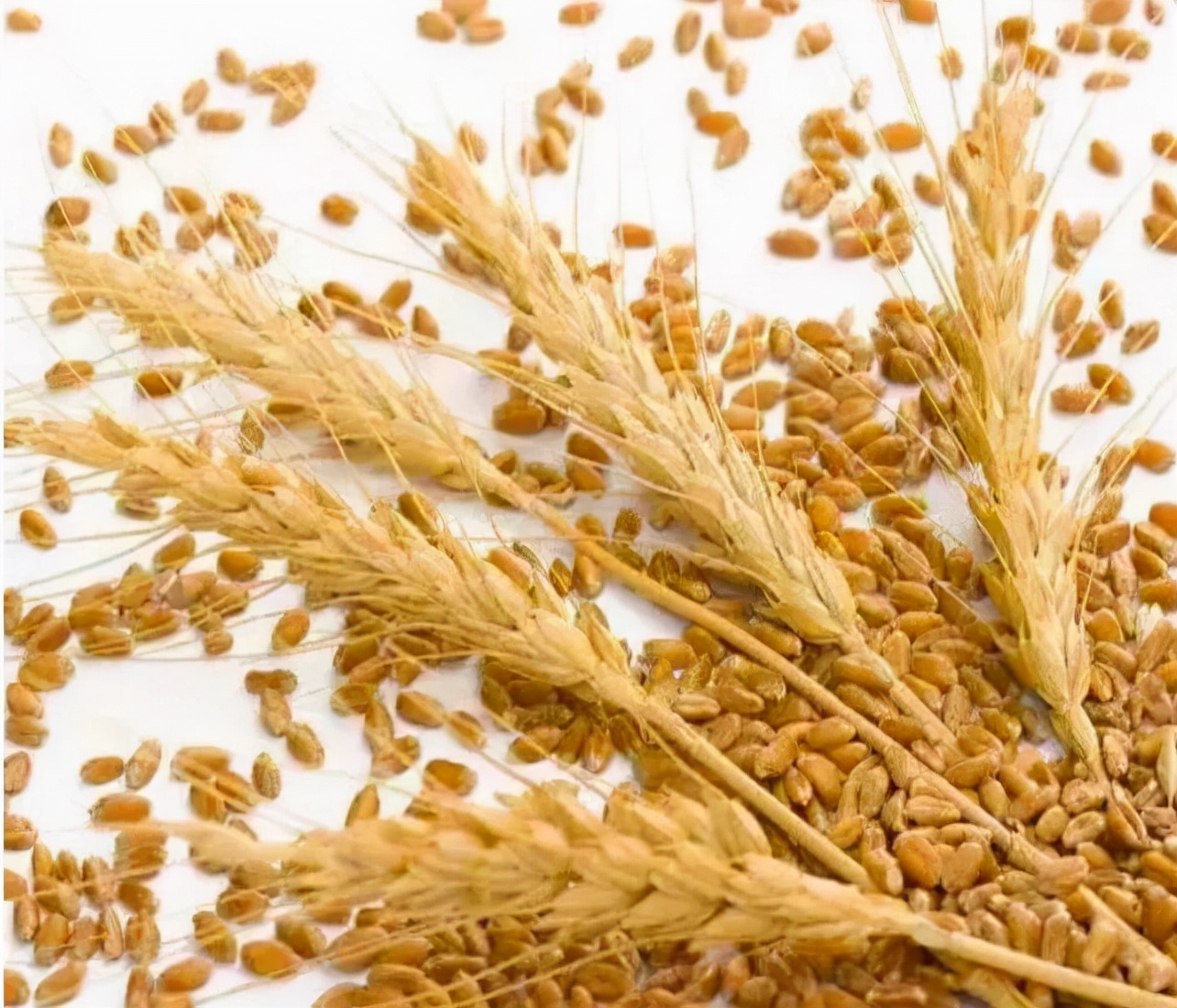 “世”说新语｜五谷丰登，粮安天下，中医药守健康