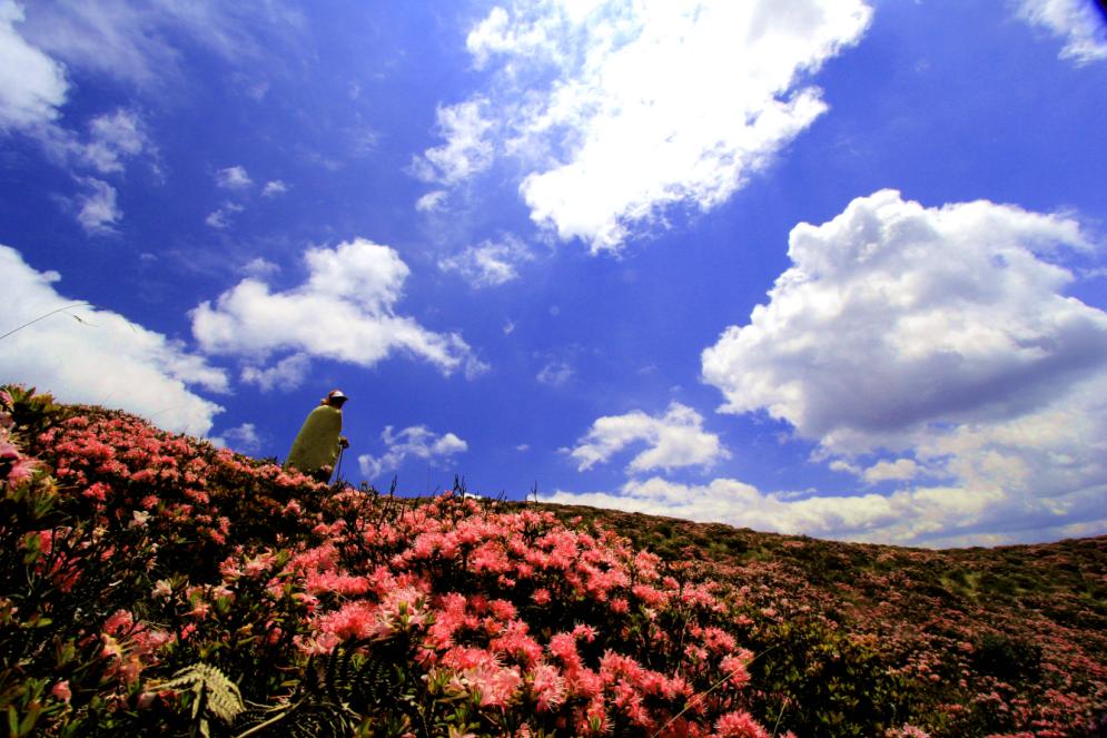 【轿子山文化旅游节】云南·禄劝2023年轿子山文化旅游节最全攻略来啦（图文版）！