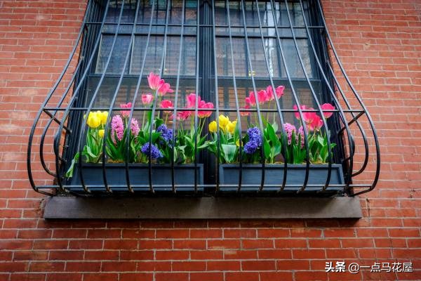 夜皇后郁金香,郁金香粉红皇后