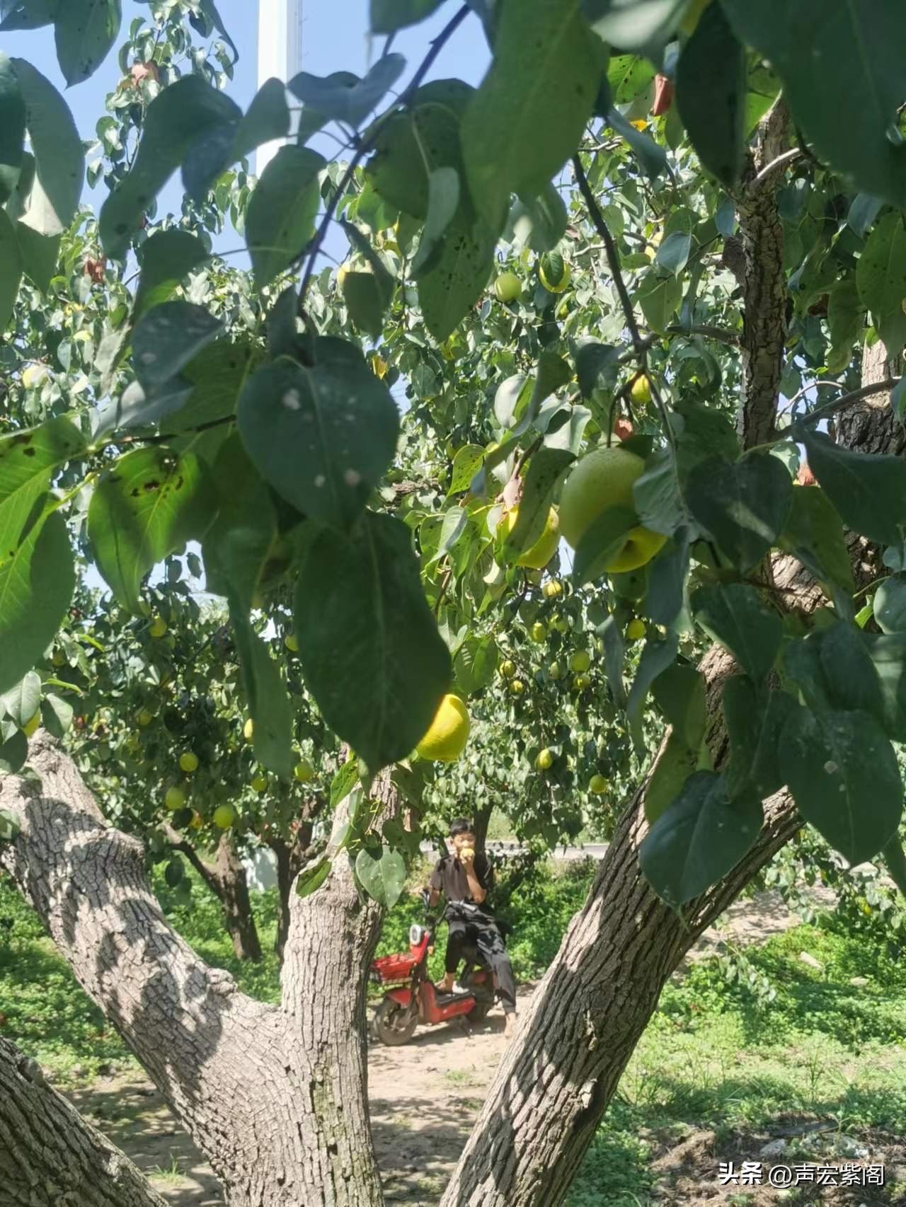河北赵县大学生回家种出有机梨,回村创业种植苹果梨前景怎么样