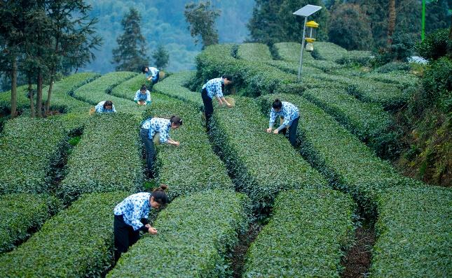 山水洪雅，中国养都|蜀写新篇·县在行动