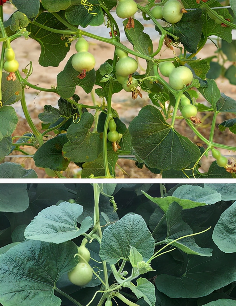 盆栽手捻葫芦种植时间和方法,室内种植手捻葫芦的最佳方法