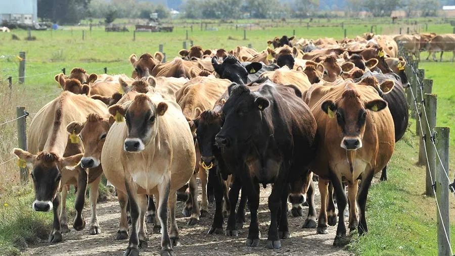 澳洲小混混们令居民头痛不已，当局出狠招：拉他们去偏僻乡下养牛
