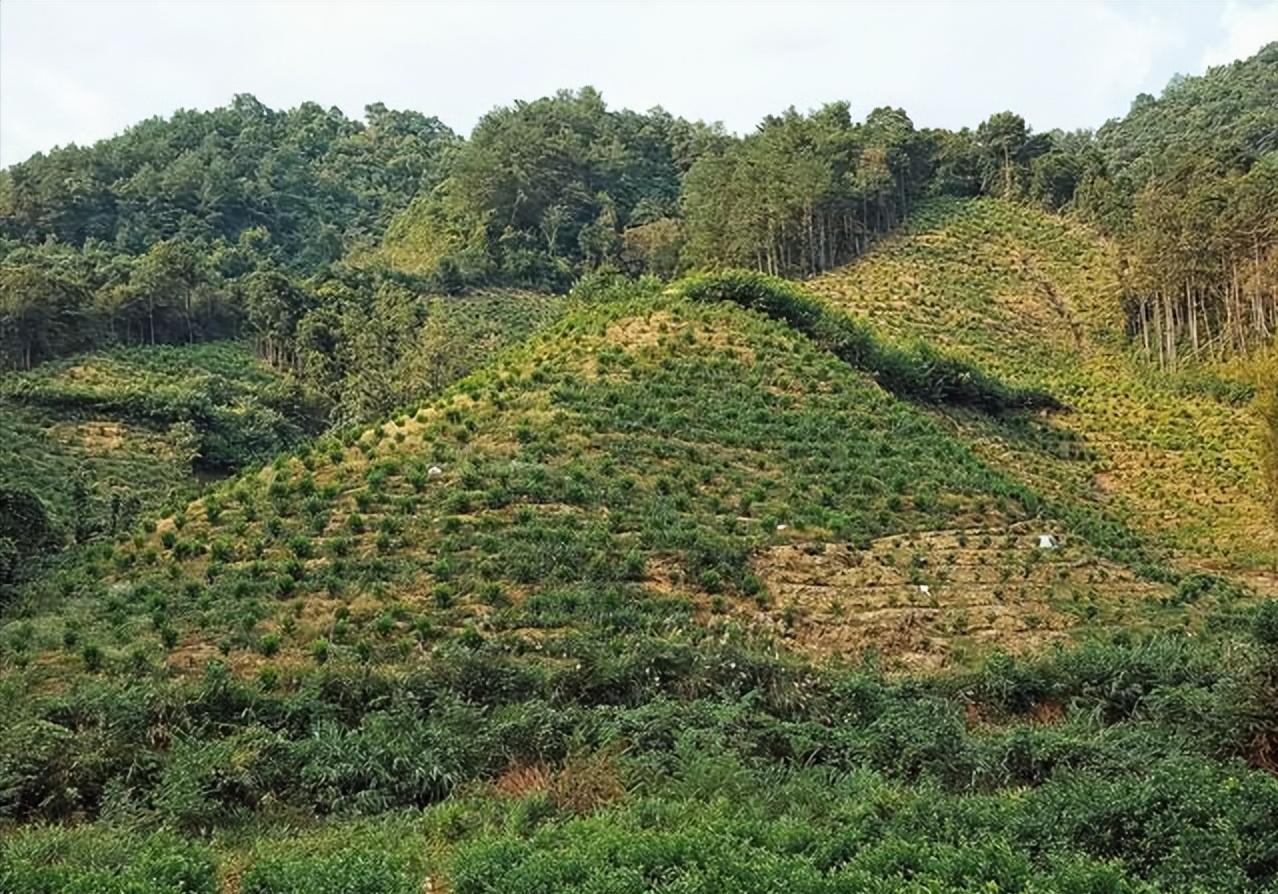 西班牙产出优质的橄榄的地理条件,橄榄种植历史